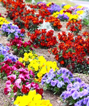 花2