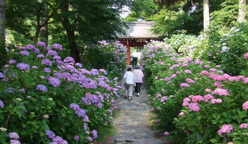本光寺の紫陽花まつりの画像