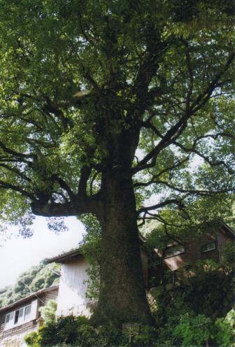 幸田町の巨木の画像