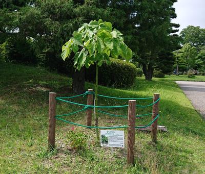 被爆樹木の生育状況(令和2年6月)の画像2