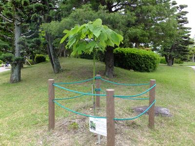 被爆樹木の生育状況(令和2年5月)の画像2