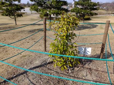 被爆樹木の生育状況(令和2年2月)の画像1