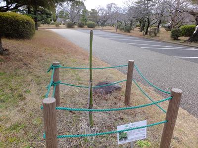 被爆樹木の生育状況(令和2年1月)の画像2