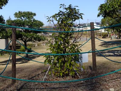 被爆樹木の生育状況(令和元年12月)の画像1