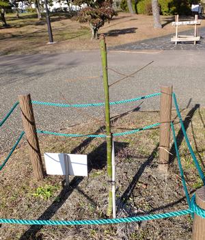 被爆樹木の生育状況(令和元年12月)の画像2