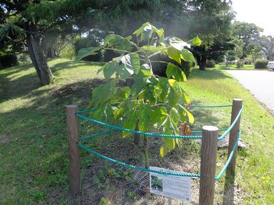 被爆樹木の生育状況(令和元年10月)の画像2