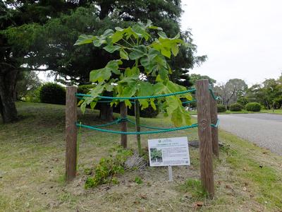 被爆樹木の生育状況(令和元年9月)の画像2