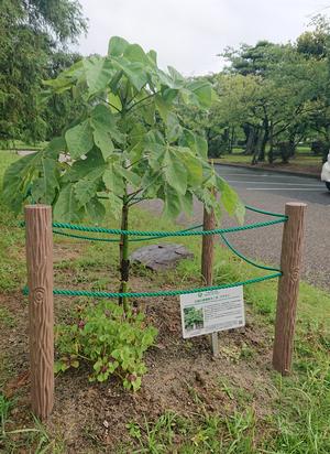 ​広島の被爆樹木二世の「アオギリ」の画像