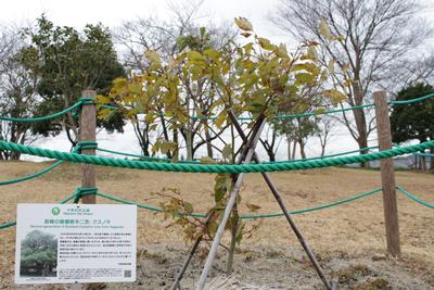 ​長崎の被爆樹木二世の「クスノキ」の画像