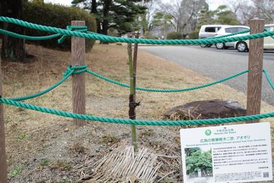 ​広島の被爆樹木二世の「アオギリ」の画像