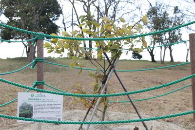 長崎の被爆樹木二世の「クスノキ」の画像