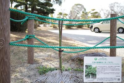 広島の被爆樹木二世の「アオギリ」の画像