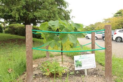 広島の被爆樹木二世の「アオギリ」の画像