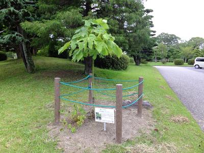 被爆樹木の生育状況(令和2年7月)の画像2