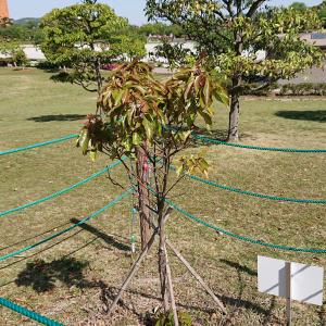 クスノキ　全体