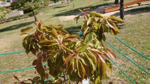 クスノキ　葉の様子