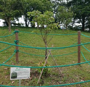 クスノキ　全体