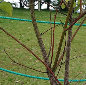 クスノキ葉の様子