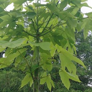 アオギリ　葉の様子