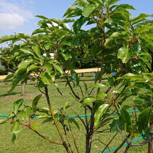 クスノキ葉の様子