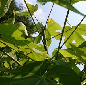 アオギリ冬芽の様子