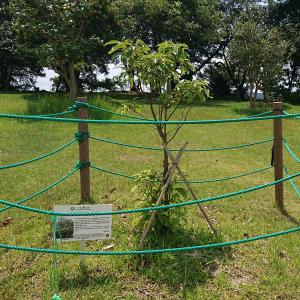 クスノキ　全体