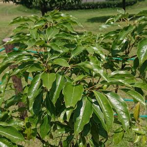 クスノキ　一部