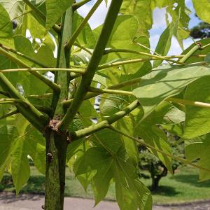 アオギリ　一部