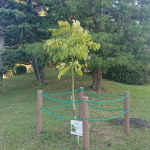 アオギリ　全体