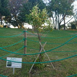 クスノキ　全体