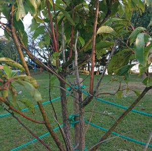 クスノキ　枝の根元