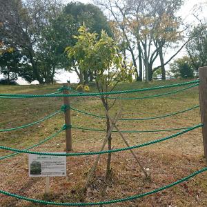 クスノキ　全体