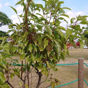 クスノキ　葉の様子