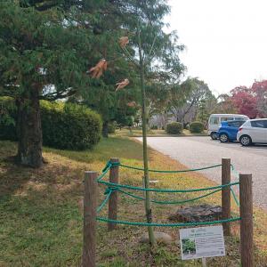 アオギリ　全体