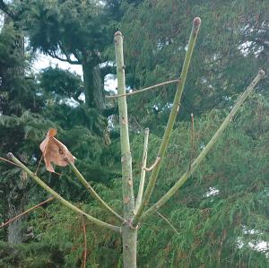 アオギリ　冬芽