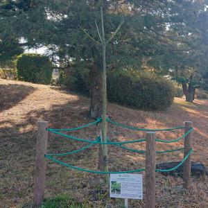 アオギリ　全体