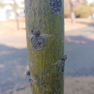 アオギリ　葉枝の痕