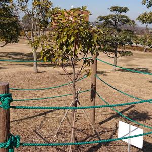 クスノキ　全体