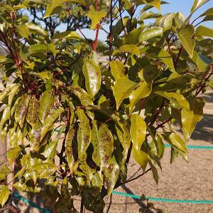 クスノキ　葉の様子