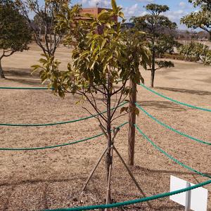 クスノキ　全体