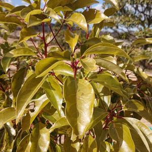 クスノキ　拡大