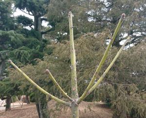 アオギリ　拡大