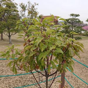 クスノキ葉の様子