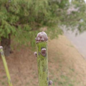 アオギリ冬芽の様子