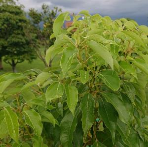クスノキ葉の様子