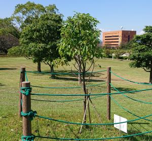 クスノキ　全体