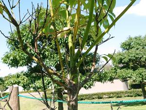 クスノキ　拡大