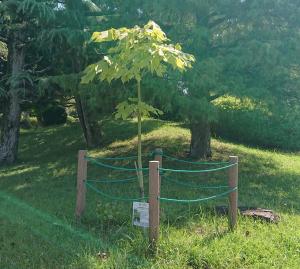 アオギリ　全体