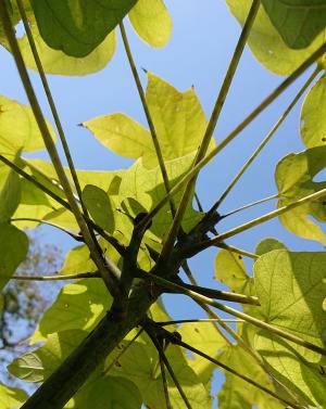 アオギリ　拡大