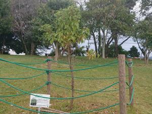 クスノキ　全体